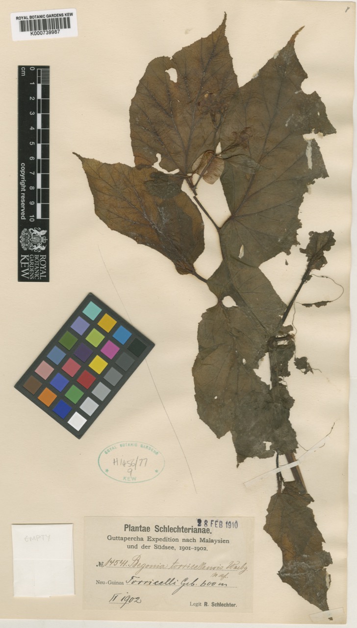 B. torricellensis